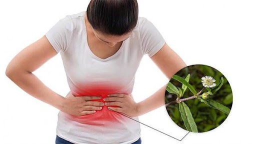 Cây nhọ nồi hỗ trợ cải thiện rong kinh liệu có hiệu quả