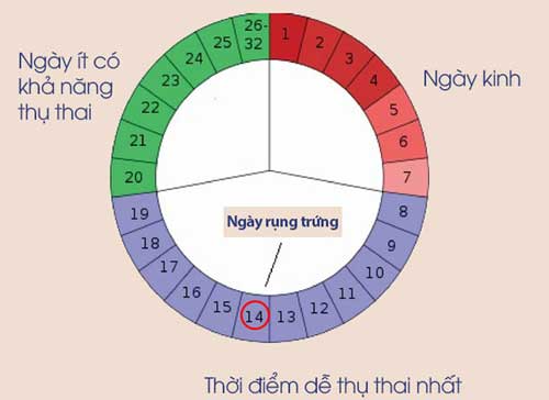 Cách xác định ngày rụng trứng chính xác nhất