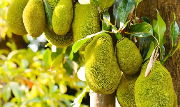 Idavera “nam dược thần hiệu” hỗ trợ cải thiện nám