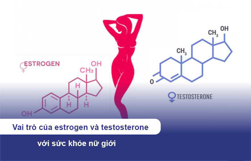 Estrogen và testosterone là gì?