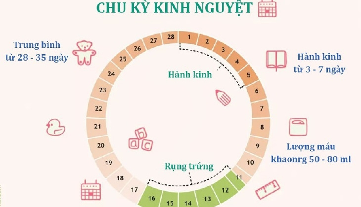 Thế nào là chu kỳ nguyệt san bình thường?